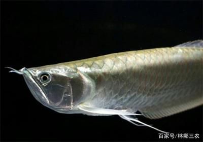 銀龍魚兩只眼睛突然都白了怎么回事（銀龍魚眼睛突然變白可能是由多種原因引起的，以下是常見的原因） 銀龍魚兩只眼睛突然都白了怎么回事（銀龍魚眼睛突然變白可能是由多種原因引起的，以下是常見的原因） 龍魚百科 第3張