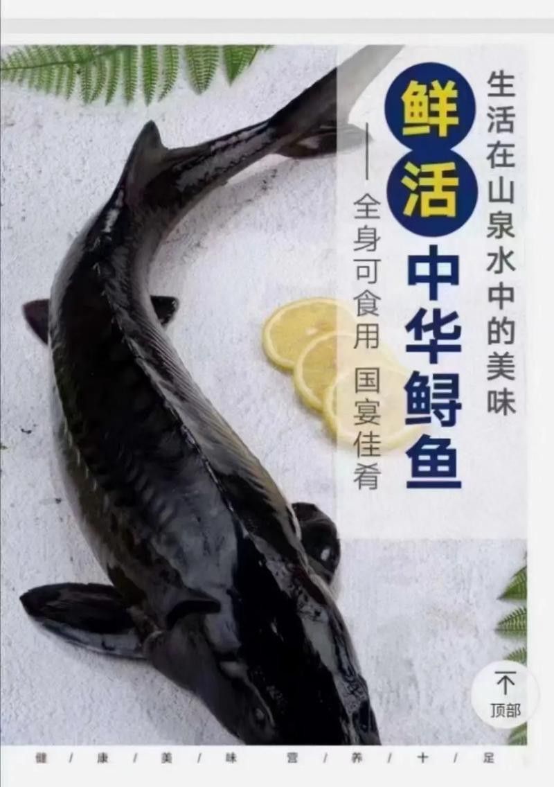中華鱘龍魚的圖片我就不信了