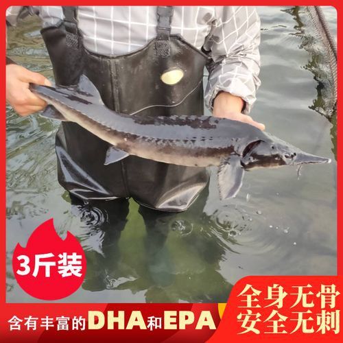中華鱘龍魚的圖片我就不信了