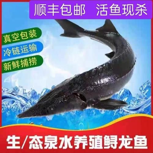 中華鱘龍魚的圖片我就不信了