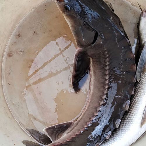 中華鱘龍魚的圖片我就不信了