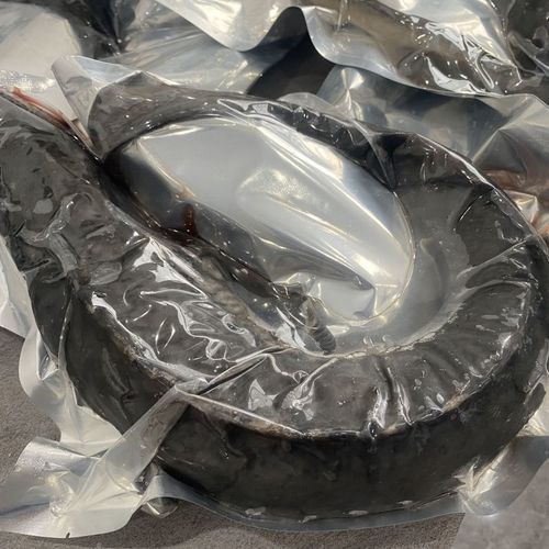 中華鱘龍魚的圖片我就不信了