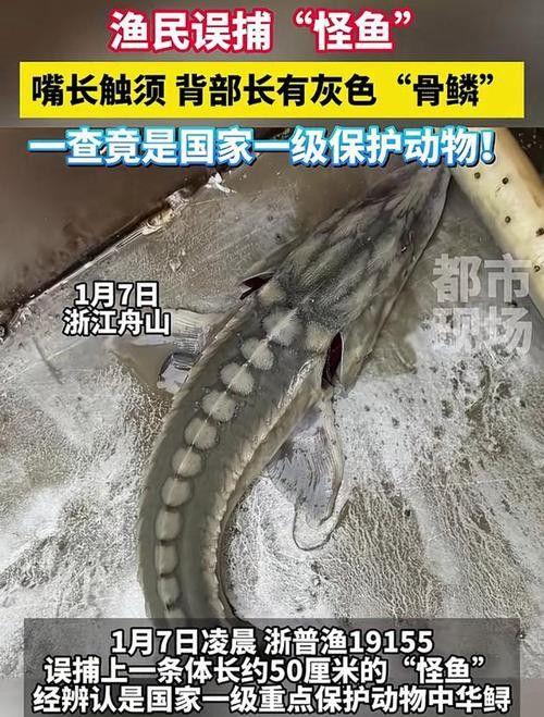中華鱘龍魚的圖片我就不信了
