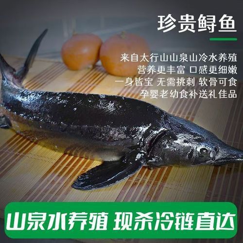 中華鱘龍魚的圖片我就不信了