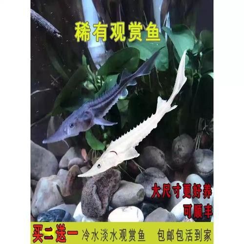 中華鱘龍魚的圖片我就不信了