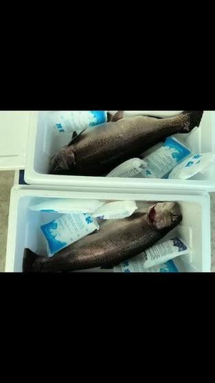 中華鱘龍魚的圖片我就不信了