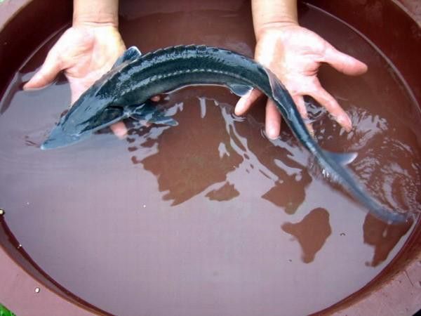 中華鱘龍魚的圖片我就不信了