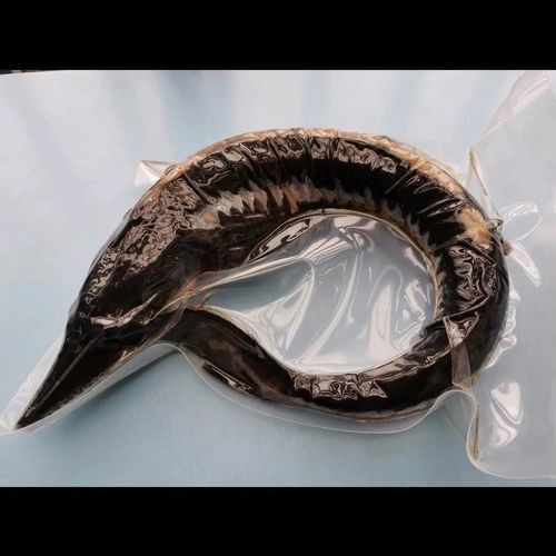 中華鱘龍魚的圖片我就不信了