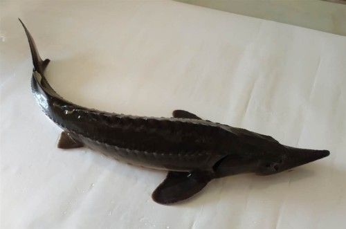 中華鱘龍魚的圖片我就不信了