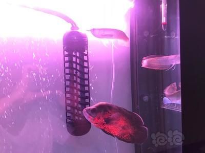 龍魚吃什么變紅顏色:龍魚發(fā)色的主要因素 龍魚百科 第3張 龍魚吃什么變紅顏色:龍魚發(fā)色的主要因素 龍魚吃什么變紅顏色:龍魚發(fā)色的主要因素 龍魚百科 第3張