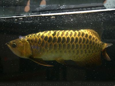 金龍魚養(yǎng)殖廠魚苗批發(fā)價(jià)格表（金龍魚養(yǎng)殖廠魚苗的批發(fā)價(jià)格表） 金龍魚養(yǎng)殖廠魚苗批發(fā)價(jià)格表（金龍魚養(yǎng)殖廠魚苗的批發(fā)價(jià)格表） 龍魚百科 第5張
