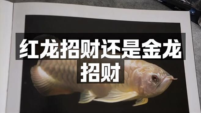 紅龍和金龍哪個更有靈性？