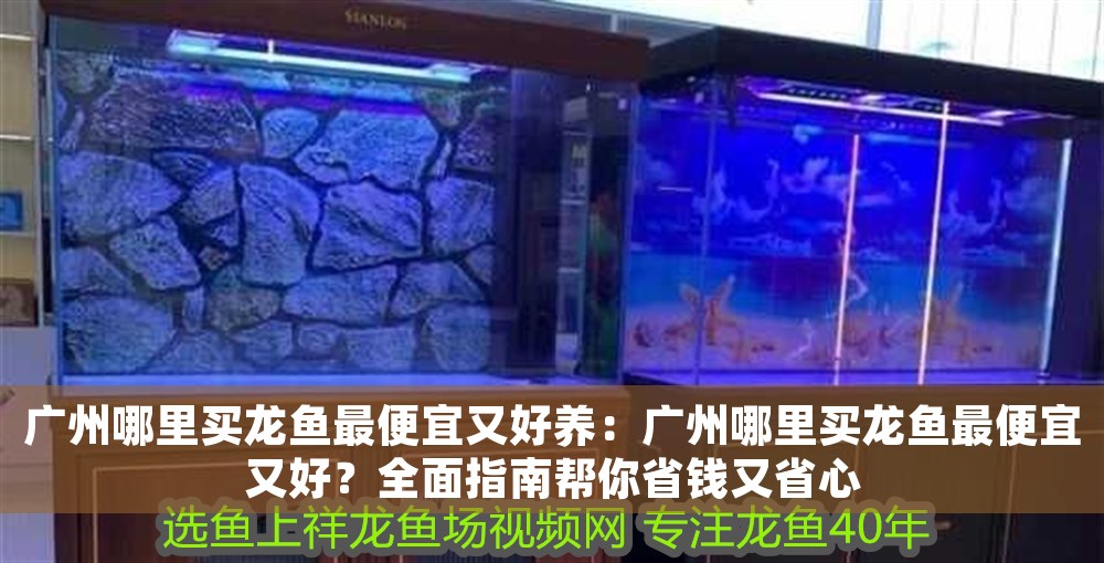 廣州哪里買龍魚最便宜又好養：廣州哪里買龍魚最便宜又好？全面指南幫你省錢又省心
