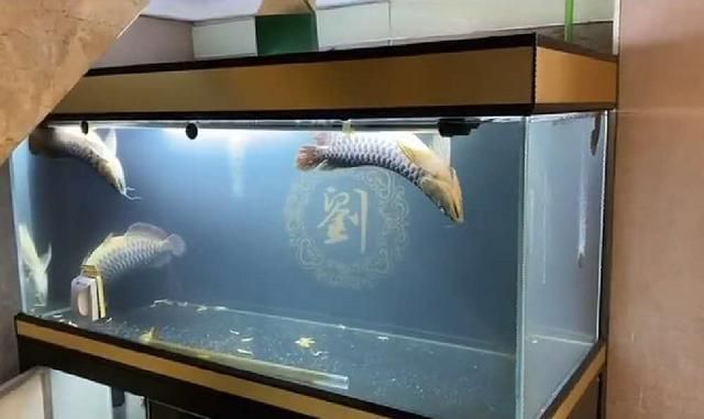 龍魚寄養要多少錢：龍魚寄養價格一般多少錢