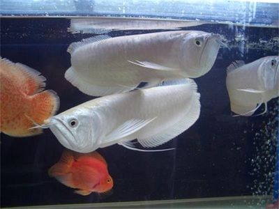 小銀龍魚飼養技巧：小銀龍魚健康長壽關鍵飼養技巧，小銀龍魚健康長壽關鍵