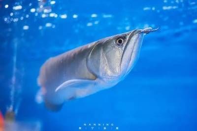 金龍魚藍色背景是什么顏色：金龍魚的藍色背景是什么顏色 金龍魚藍色背景是什么顏色：金龍魚的藍色背景是什么顏色 龍魚百科