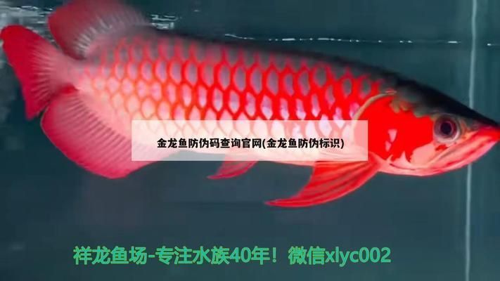 如何辨別金龍魚的真假（如何辨別金龍魚的真偽） 如何辨別金龍魚的真假（如何辨別金龍魚的真偽） 龍魚百科 第1張