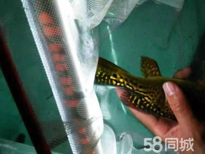 北京龍魚養殖基地地址查詢：北京龍魚養殖基地 北京龍魚養殖基地地址查詢：北京龍魚養殖基地 龍魚百科 第3張