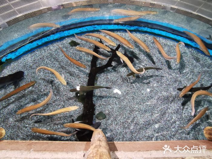北京龍魚養殖基地地址查詢：北京龍魚養殖基地 北京龍魚養殖基地地址查詢：北京龍魚養殖基地 龍魚百科 第4張