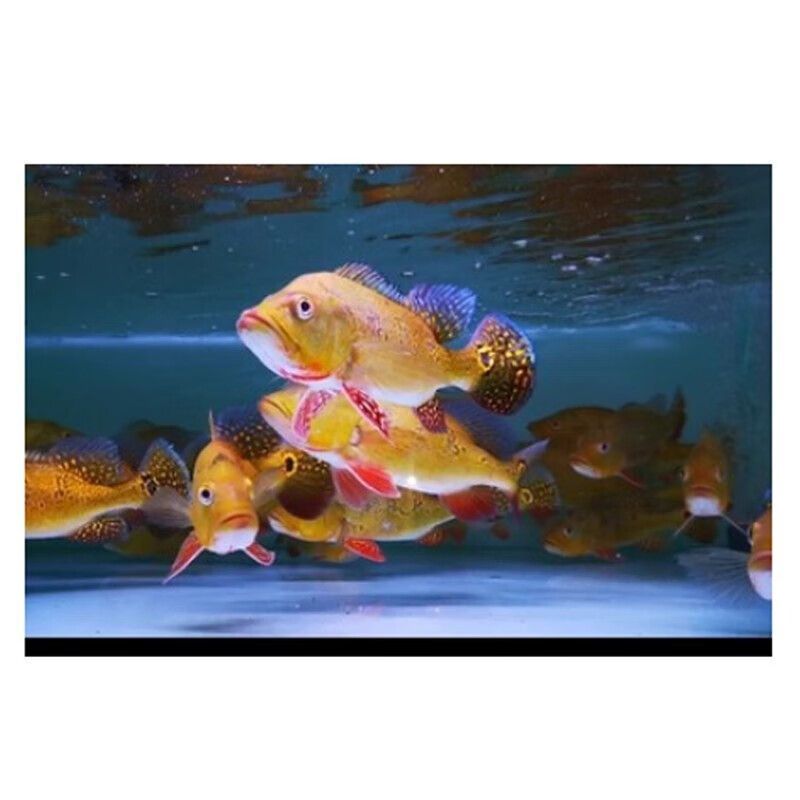 一個(gè)龍魚(yú)配幾個(gè)巴西亞(龍魚(yú)可以配養(yǎng)多尾小體型的巴西亞魚(yú)嗎?) 龍魚(yú)百科 第4張 一個(gè)龍魚(yú)配幾個(gè)巴西亞(龍魚(yú)可以配養(yǎng)多尾小體型的巴西亞魚(yú)嗎?) 一個(gè)龍魚(yú)配幾個(gè)巴西亞(龍魚(yú)可以配養(yǎng)多尾小體型的巴西亞魚(yú)嗎?) 龍魚(yú)百科 第4張