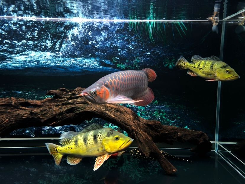 一個(gè)龍魚(yú)配幾個(gè)巴西亞(龍魚(yú)可以配養(yǎng)多尾小體型的巴西亞魚(yú)嗎?) 龍魚(yú)百科 第3張 一個(gè)龍魚(yú)配幾個(gè)巴西亞(龍魚(yú)可以配養(yǎng)多尾小體型的巴西亞魚(yú)嗎?) 一個(gè)龍魚(yú)配幾個(gè)巴西亞(龍魚(yú)可以配養(yǎng)多尾小體型的巴西亞魚(yú)嗎?) 龍魚(yú)百科 第3張