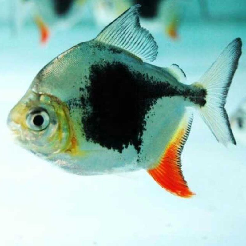 一個(gè)龍魚(yú)配幾個(gè)巴西亞(龍魚(yú)可以配養(yǎng)多尾小體型的巴西亞魚(yú)嗎?) 龍魚(yú)百科 第5張 一個(gè)龍魚(yú)配幾個(gè)巴西亞(龍魚(yú)可以配養(yǎng)多尾小體型的巴西亞魚(yú)嗎?) 一個(gè)龍魚(yú)配幾個(gè)巴西亞(龍魚(yú)可以配養(yǎng)多尾小體型的巴西亞魚(yú)嗎?) 龍魚(yú)百科 第5張