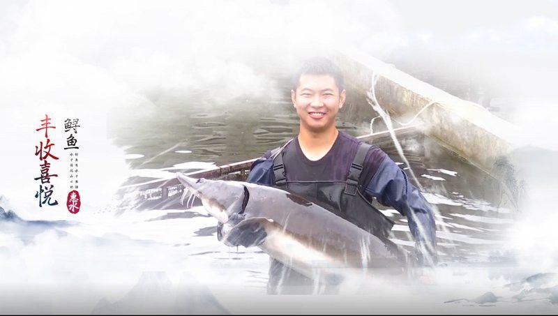 河源鱘龍魚魚生產廠家