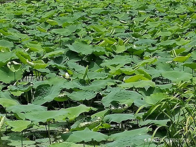 廣州哪里有金龍魚批發(fā)市場賣海鮮食品