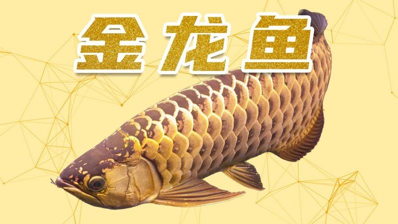 金龍魚過背和高背區別圖解大全