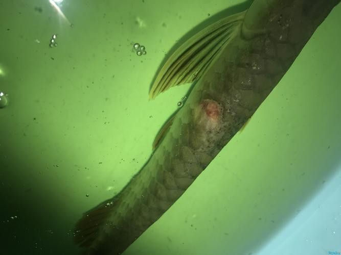 金龍魚過背和高背區別圖解大全
