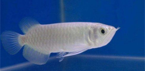 龍魚吃小魚么：龍魚會吃小魚嗎？