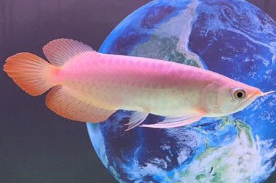 龍魚吃小魚么：龍魚會吃小魚嗎？
