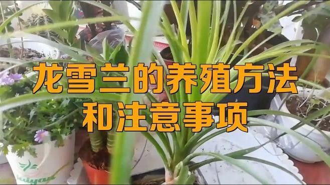 龍魚最貴的品種排名圖片視頻 龍魚最貴的品種排名圖片視頻 龍魚百科 第21張