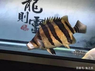 龍魚多久不吃東西會餓死：龍魚在不同條件下不吃東西會餓死