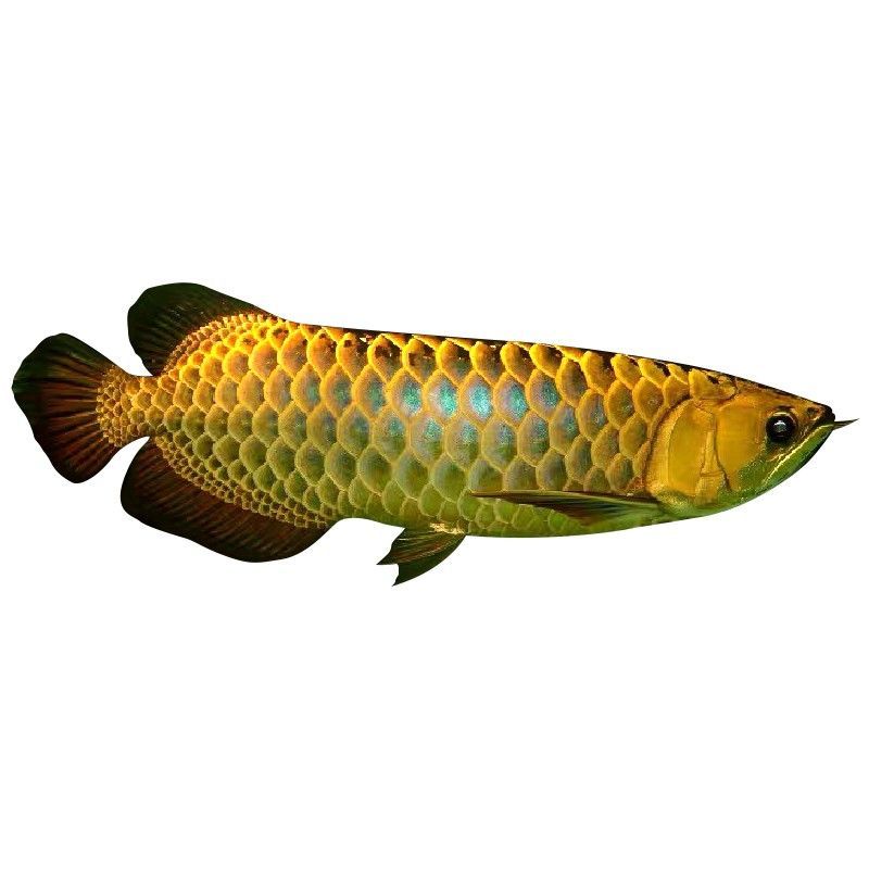 龍魚藍底過背什么意思：藍底過背金龍魚的繁殖技巧藍底過背金龍魚與其他品種的區別