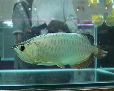 世界上最貴的金龍魚，一條價值人民幣500萬元：世界上最貴的金龍魚拍賣價格記錄為500萬元人民幣