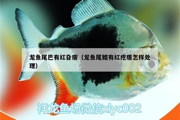 龍魚的尾巴上有點(diǎn)狀是什么原因：龍魚尾巴上出現(xiàn)點(diǎn)狀可能由多種因素引起龍魚白點(diǎn)病