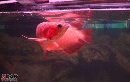 F4代紅龍魚有哪些稀有變異品種？ F4代紅龍魚有哪些稀有變異品種？ 龍魚百科 第5張
