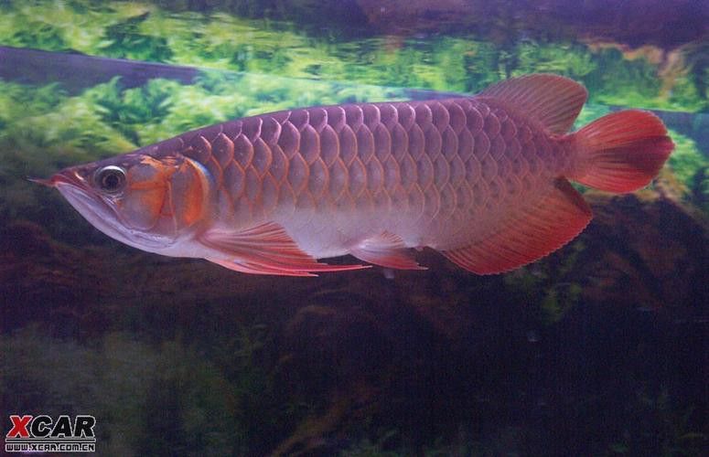 F4代紅龍魚有哪些稀有變異品種？ F4代紅龍魚有哪些稀有變異品種？ 龍魚百科 第6張