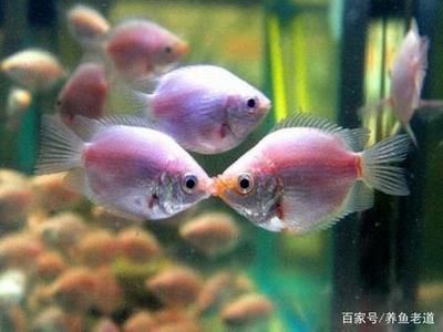龍魚魚缸水溫多少度合適養(yǎng)魚：不同品種龍魚水溫要求，龍魚水溫控制技巧分享