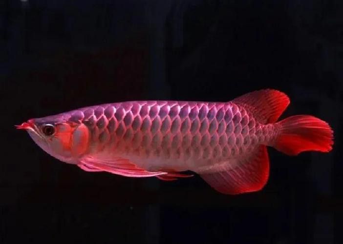 南寧龍魚價格表最新圖片 南寧龍魚價格表最新圖片 龍魚百科 第12張