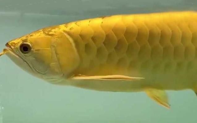 南寧龍魚價格表最新圖片 南寧龍魚價格表最新圖片 龍魚百科 第8張