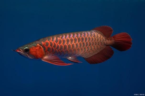 南寧龍魚價格表最新圖片 南寧龍魚價格表最新圖片 龍魚百科 第19張