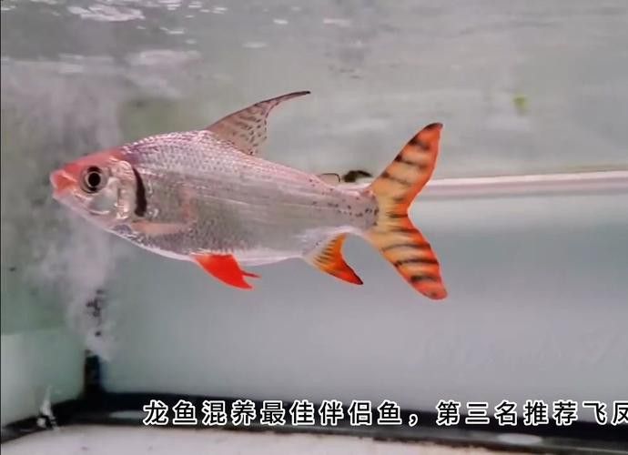 南寧龍魚價格表最新圖片 南寧龍魚價格表最新圖片 龍魚百科 第21張