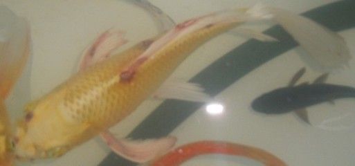 龍魚鱗下出血(如何處理龍魚鱗下出血問題) 龍魚百科 第3張 龍魚鱗下出血(如何處理龍魚鱗下出血問題) 龍魚鱗下出血(如何處理龍魚鱗下出血問題) 龍魚百科 第3張