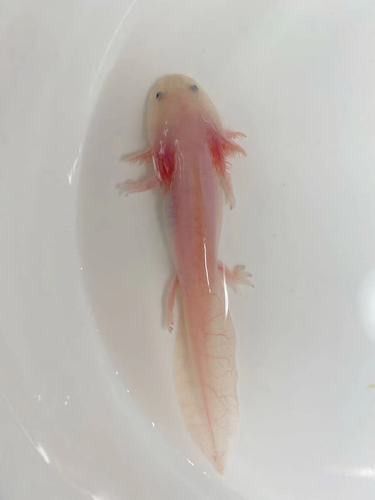 恐龍魚可以冷水養嗎？