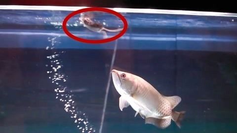 金龍魚為什么會亂撞魚缸：金龍魚為什么會撞魚缸 金龍魚為什么會亂撞魚缸：金龍魚為什么會撞魚缸 龍魚百科 第3張