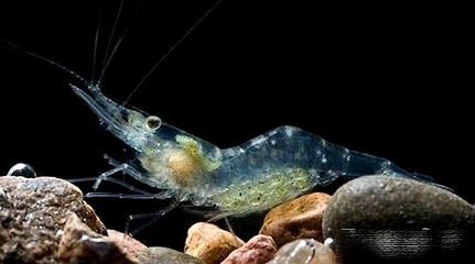 紅龍魚鱗框發(fā)白怎么辦：紅龍魚鱗框發(fā)白怎么辦紅龍魚鱗框發(fā)白怎么辦