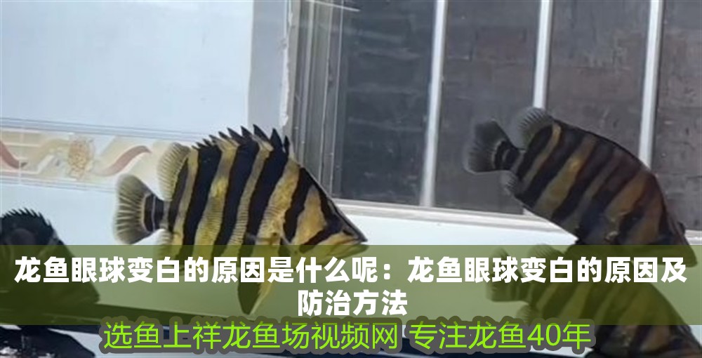 龍魚眼球變白的原因是什么呢：龍魚眼球變白的原因及防治方法