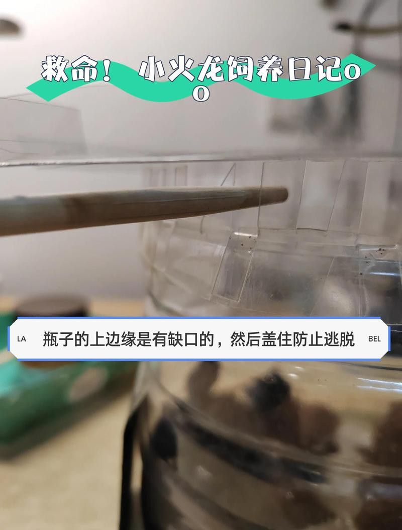 小火龍多久需要補充一次水分？